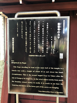 Zen’yō-ji Nutmeg-Yew Tree 사진 3