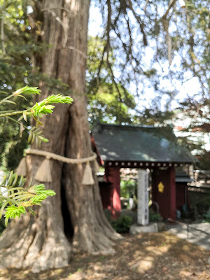 Zen’yō-ji Nutmeg-Yew Tree 사진 5