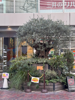 樹齢250年 オリーブの古木｜自由が丘 사진 2