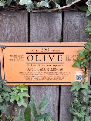 樹齢250年 オリーブの古木｜自由が丘 사진 4