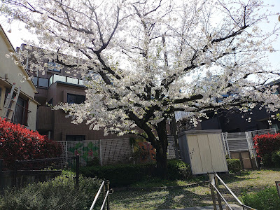 Minamishinagawasakura Park 사진 2