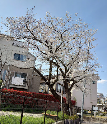 Minamishinagawasakura Park 사진 4
