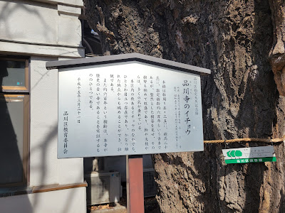 品川寺のイチョウ 사진 2