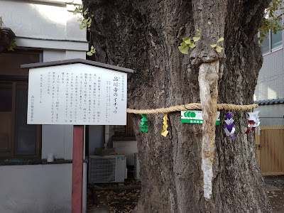 品川寺のイチョウ 사진 4