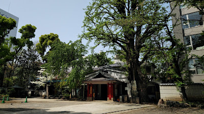 品川寺のイチョウ 사진 3