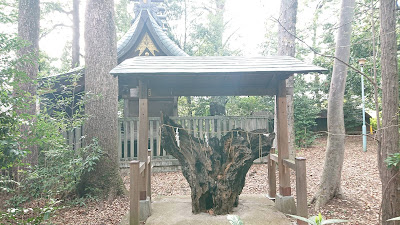アカガシの根本 사진 2