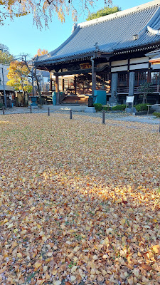 常圓寺大イチョウ 사진 3