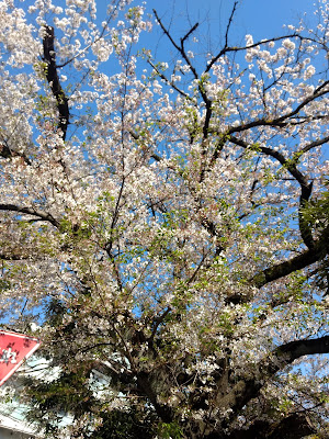 Noborito Dai 1 Park 사진 4