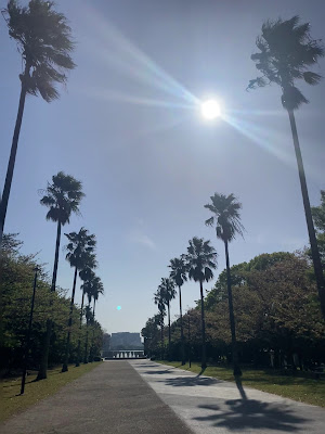 Washingtonia Palms 사진 2