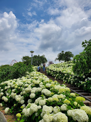 Mizu no Hiroba Park (West Area) 사진 4
