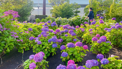 Mizu no Hiroba Park (West Area) 사진 2