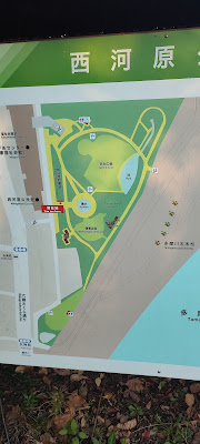 多摩川五本松 사진 5