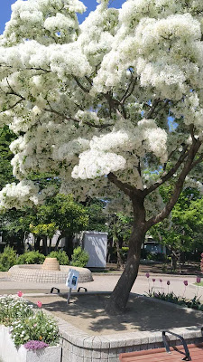 Koizumi Park 사진 2