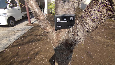 祐天桜 사진 2