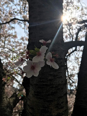 메구로강 벚꽃길 사진 4
