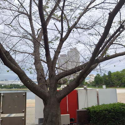 桜並木(お台場海浜公園) 사진 3