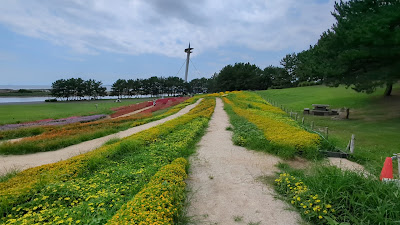 菜の花畑 사진 2