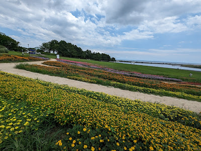 菜の花畑 사진 5