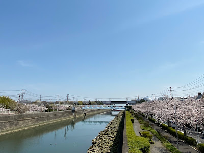Mimyo River Cherry Promenade 사진 2