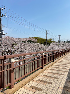 Mimyo River Cherry Promenade 사진 4
