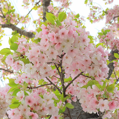 Mimyo River Cherry Promenade 사진 3