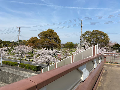 Mimyo River Cherry Promenade 사진 5