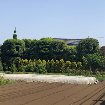 狛江市を見守るおばけの木 사진 3