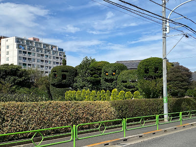 狛江市を見守るおばけの木 사진 5
