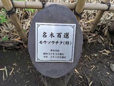 名木百選 モウソウチク（群） 사진 2