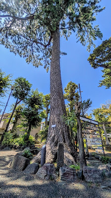 駒留八幡神社のクロマツ 사진 2