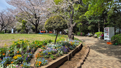 西郷山公園 河津桜 사진 3
