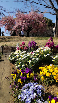 西郷山公園 河津桜 사진 4