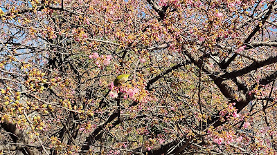 西郷山公園 河津桜 사진 2