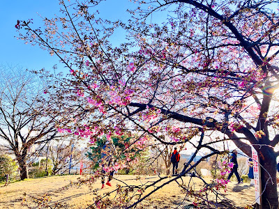 西郷山公園 河津桜 사진 5