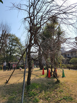 菅刈公園内しだれ桜(西郷従道曾孫一同寄贈) 사진 4