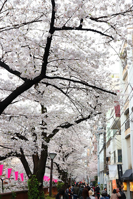 Sakura Bridge 사진 3