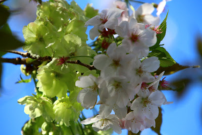 Cherry var. Gyoikou 사진 3