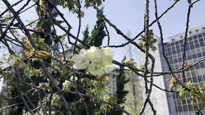 Cherry var. Gyoikou 사진 2