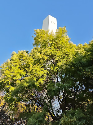 世界三大花木ジャカランダ 사진 4