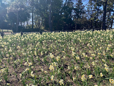 Flower and Light Movement Kasai Rinkai Park x Daffodil Flower Area 사진 3