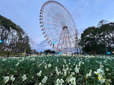 Flower and Light Movement Kasai Rinkai Park x Daffodil Flower Area 사진 4