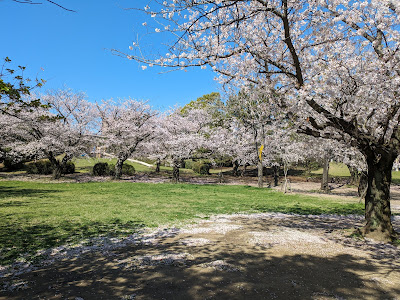 Central Park 사진 3