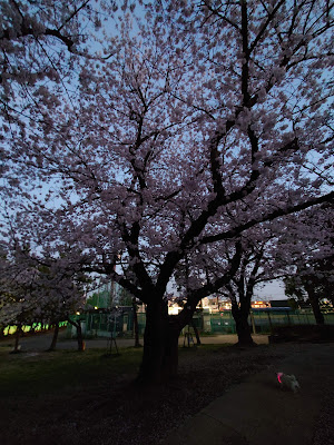 Central Park 사진 4