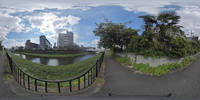 野川の河津桜 사진 2