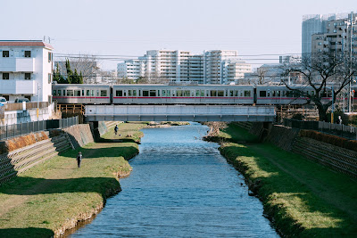野川の河津桜 사진 4
