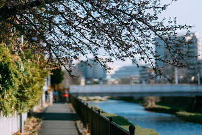 野川の河津桜 사진 3
