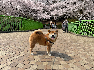 せきれい橋 사진 4