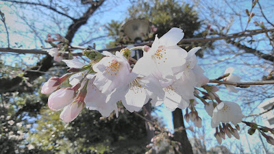 Nishikyodo Children's Playground 사진 4