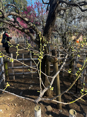 Plum Garden 사진 4