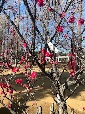 Plum Garden 사진 5